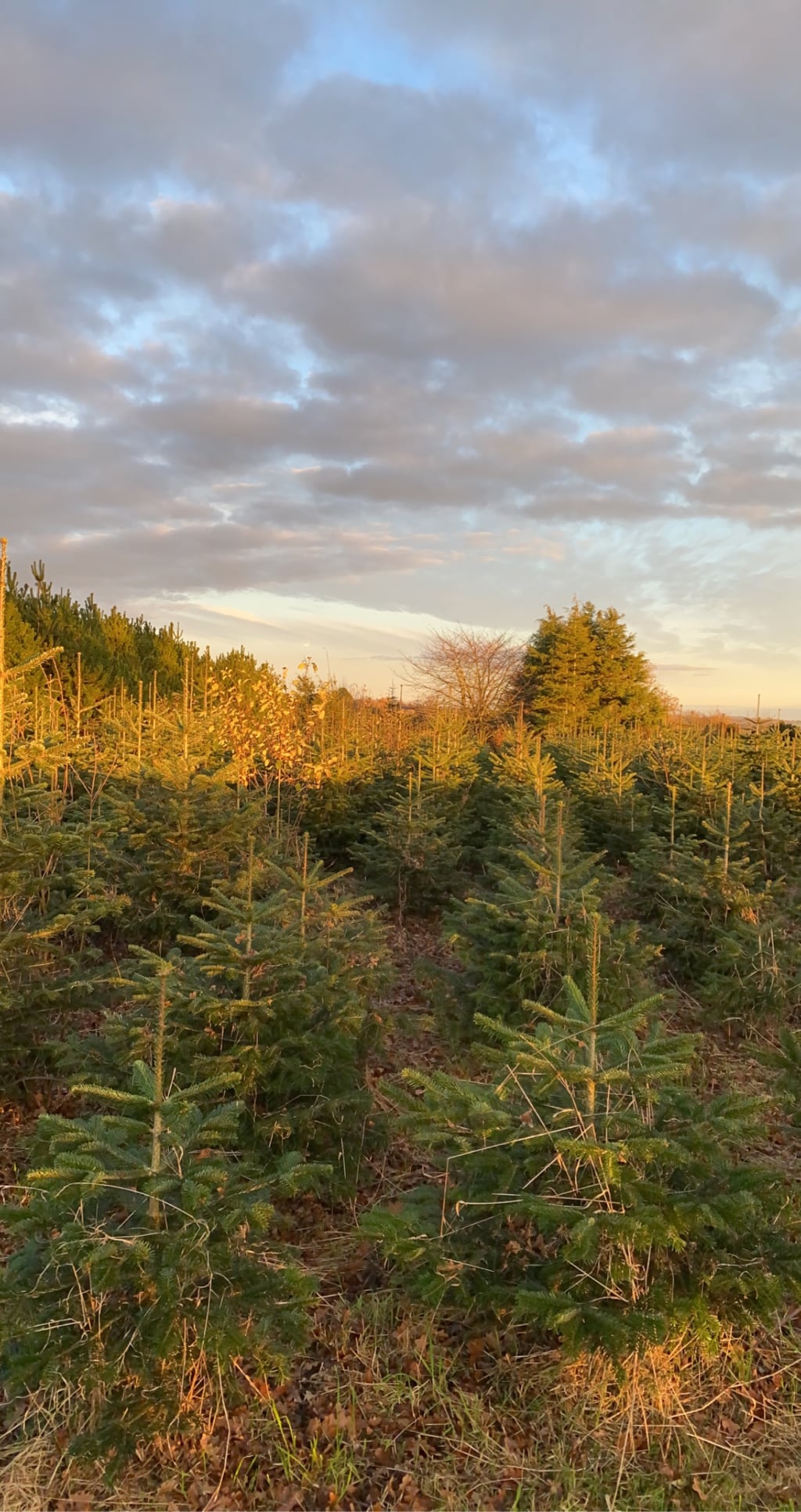 PYO – Holly Farm Garden Centre