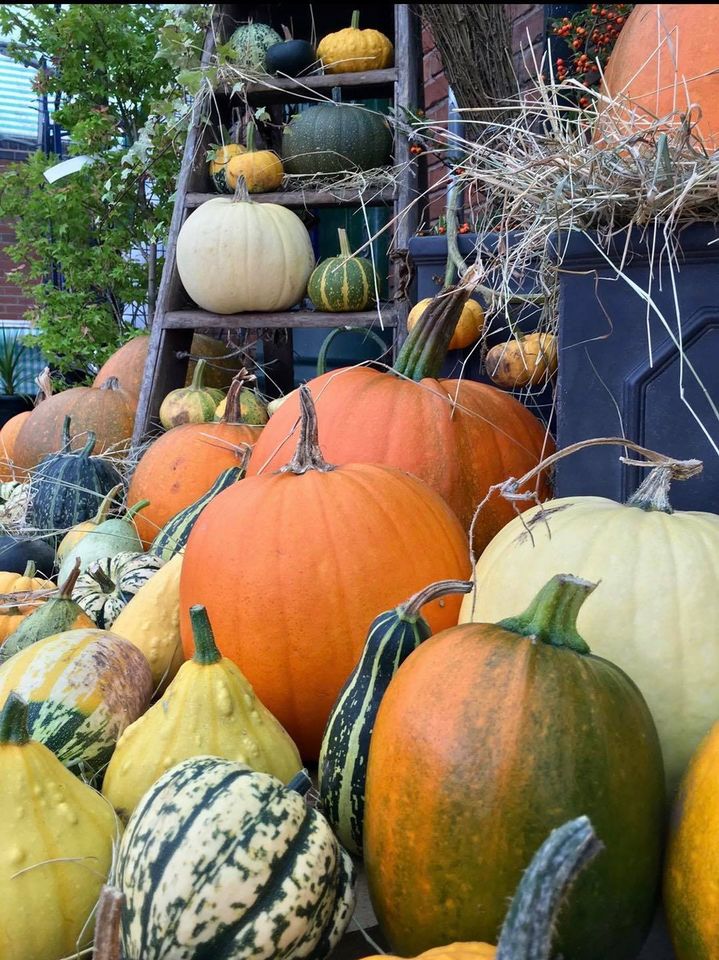 Pyo Pumpkins Holly Farm Garden Centre