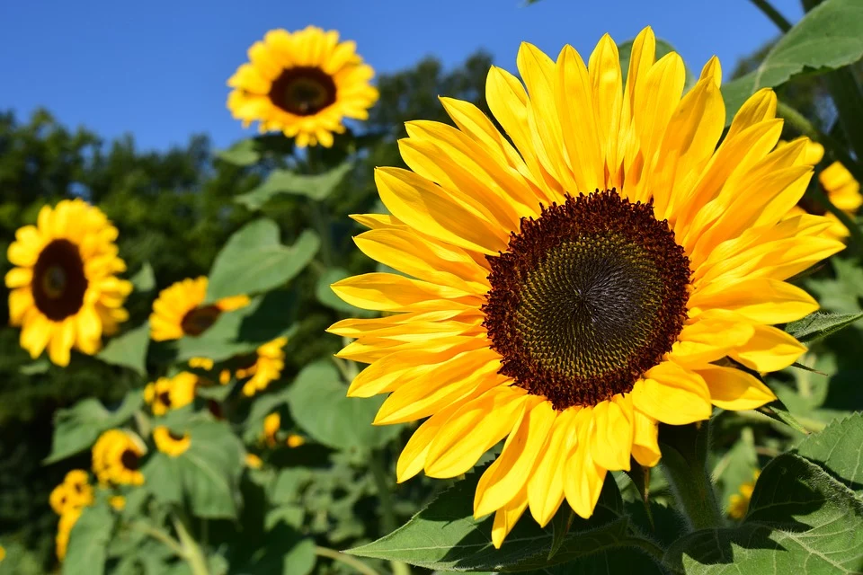 Holly Farm Garden Centre – Family Run Garden Centre, Nursery and Cafe